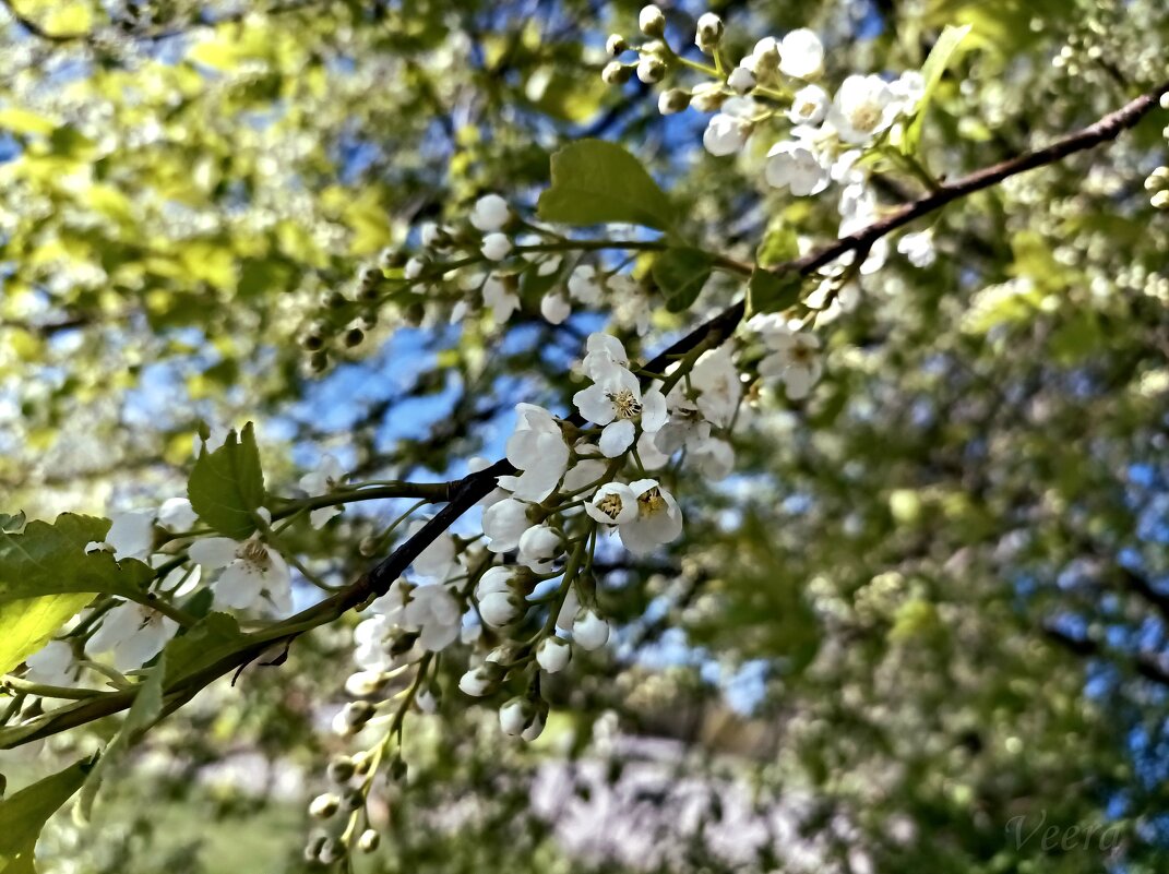 Пора черемухи - Veera V Пора черемухи - Veera V