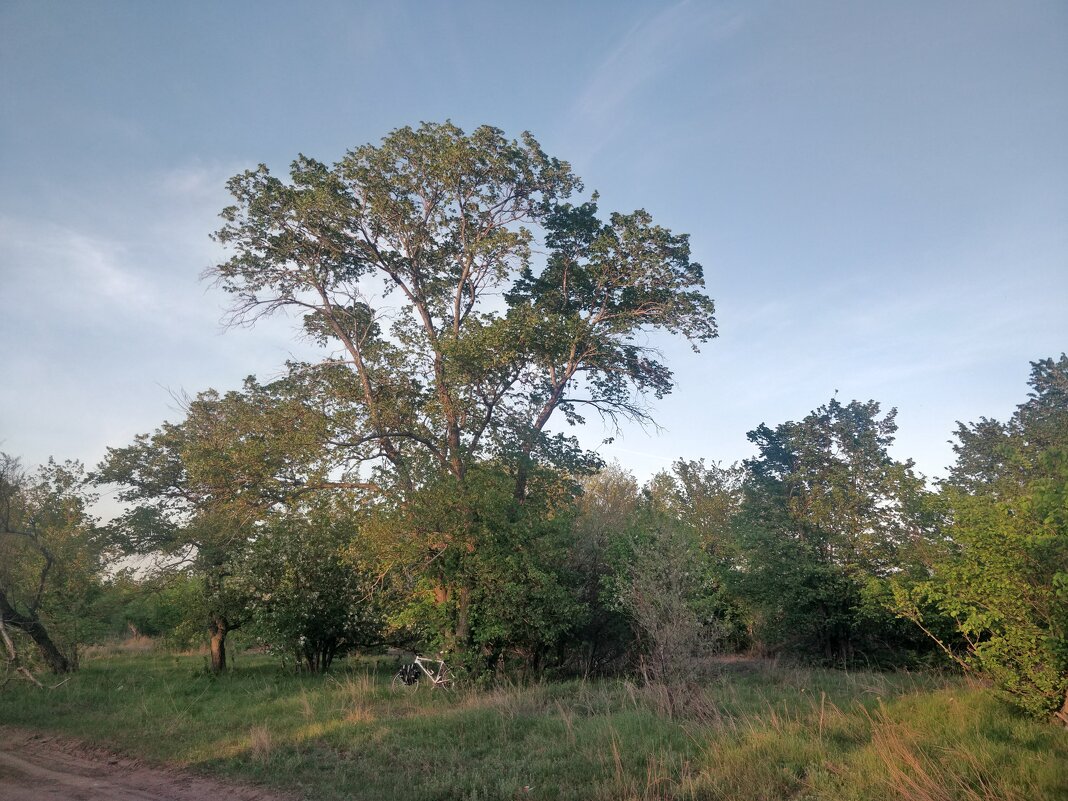 Зелень мая - Андрей Хлопонин Зелень мая - Андрей Хлопонин