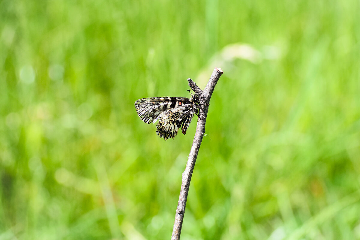 Поликсенa - Nina Streapan