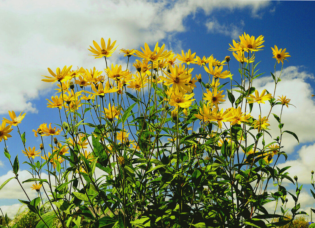 Цветенье - Михаил Белоусов Цветенье - Михаил Белоусов