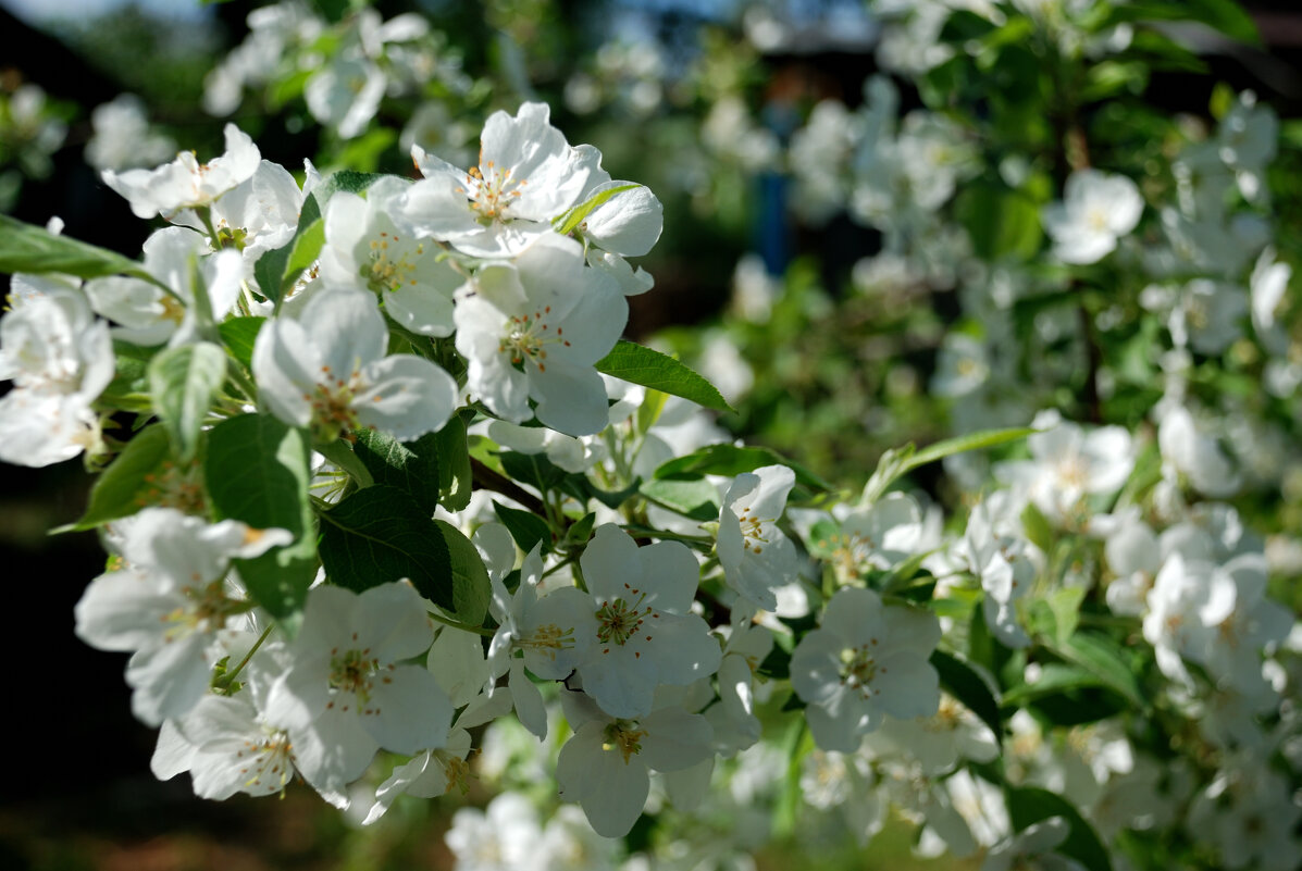 Яблоня в цвету. - Алексей 