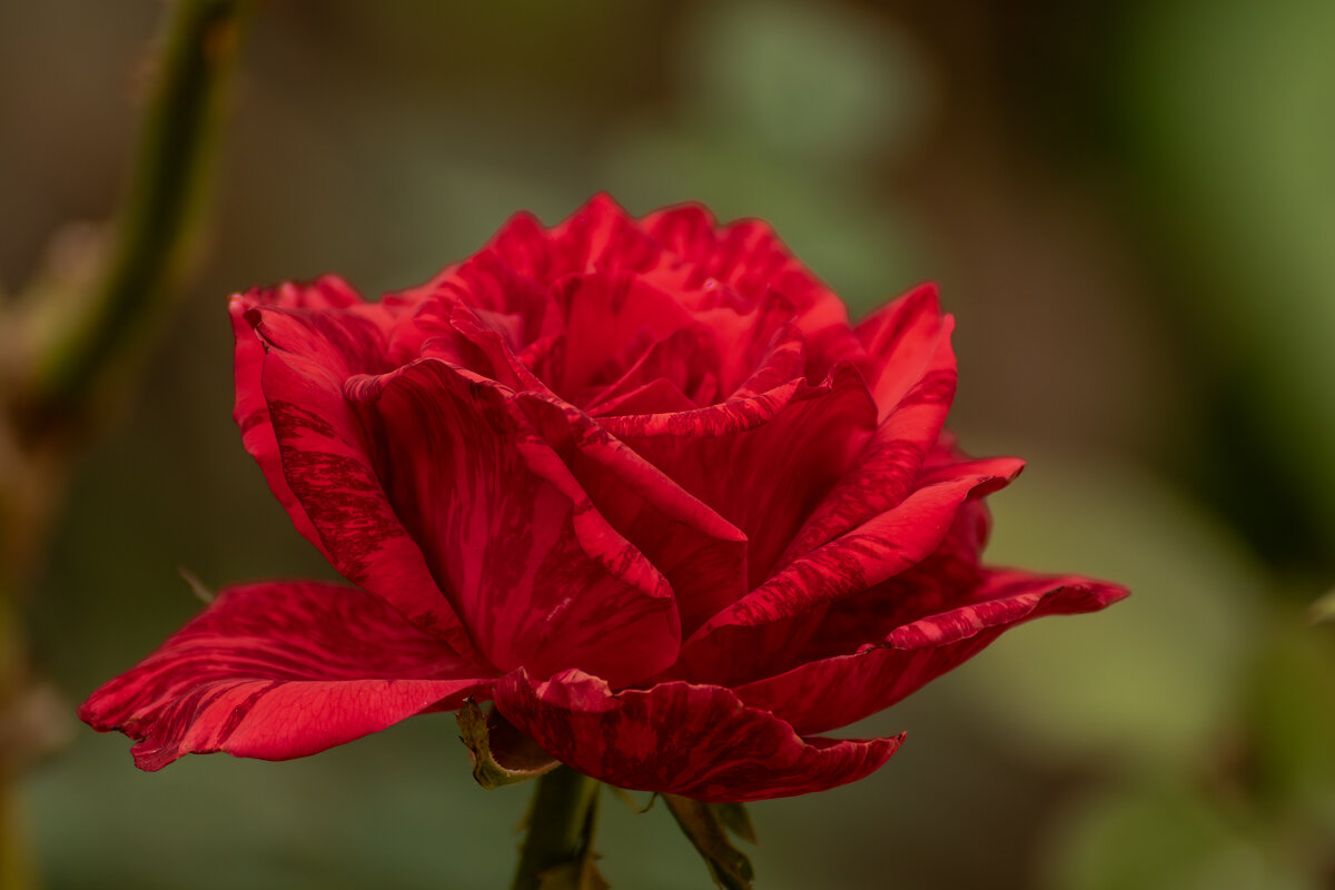 Роза - Игорь Сикорский Роза - Игорь Сикорский