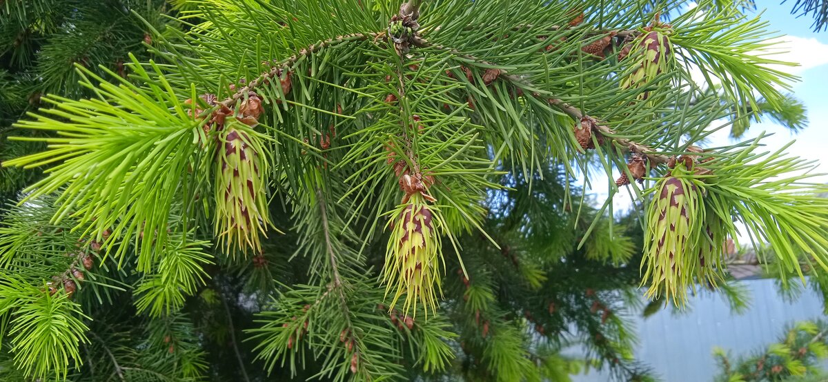 шишки лиственницы в мае - Елена Шаламова шишки лиственницы в мае - Елена Шаламова
