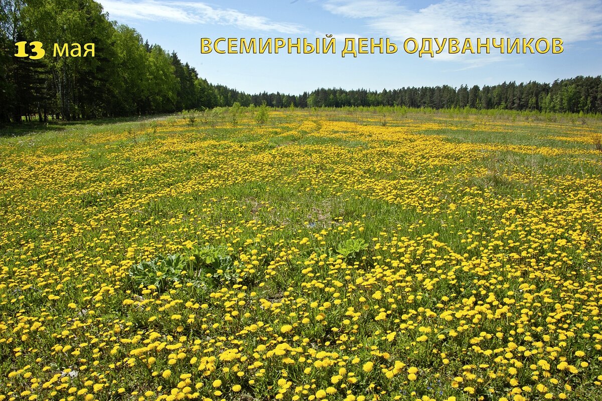 С Днём Одуванчиков! - Валерий Иванович С Днём Одуванчиков! - Валерий Иванович