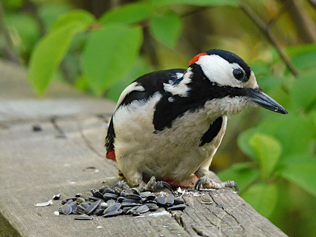БПД - Лина БПД - Лина