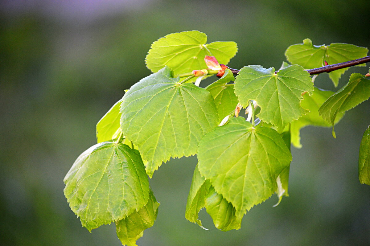 Молодо-зелено - Татьяна Лютаева