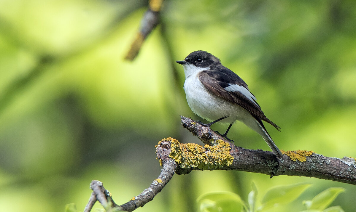 Мухоловка-пеструшка. - Владимир Безбородов