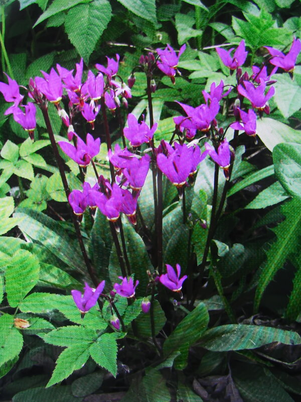 Додекатеон цветёт - Людмила Смородинская Додекатеон цветёт - Людмила Смородинская