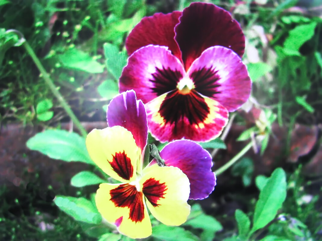 Глазастики - Людмила Смородинская Глазастики - Людмила Смородинская