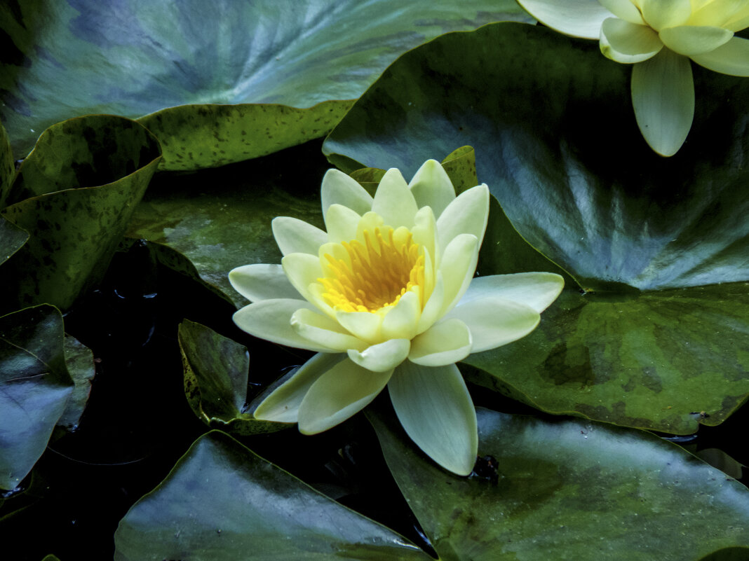 Белая водяная лилия - Валентин Семчишин Белая водяная лилия - Валентин Семчишин