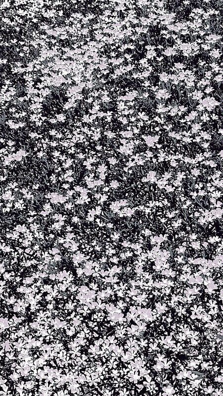 обои - Николай Семёнов