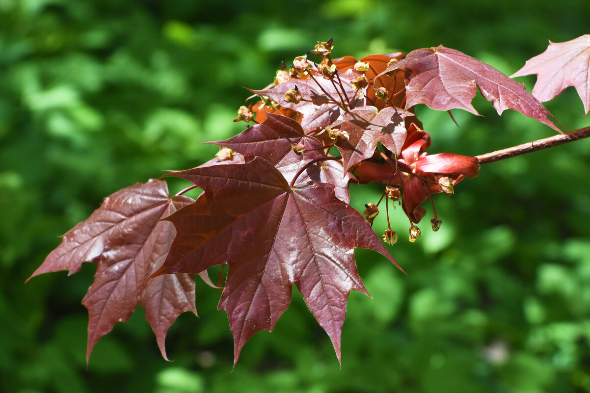 Весна в Ботаническом... - Наташа *****