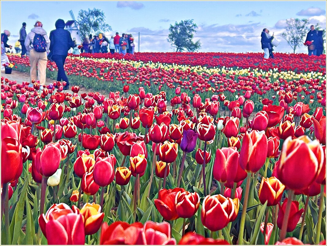 На тюльпановых полях. - Валерия Комова На тюльпановых полях. - Валерия Комова