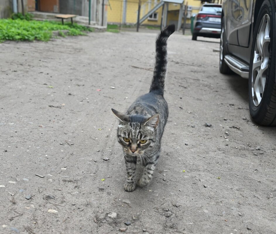 Местный котэ) - Митяй Митрич