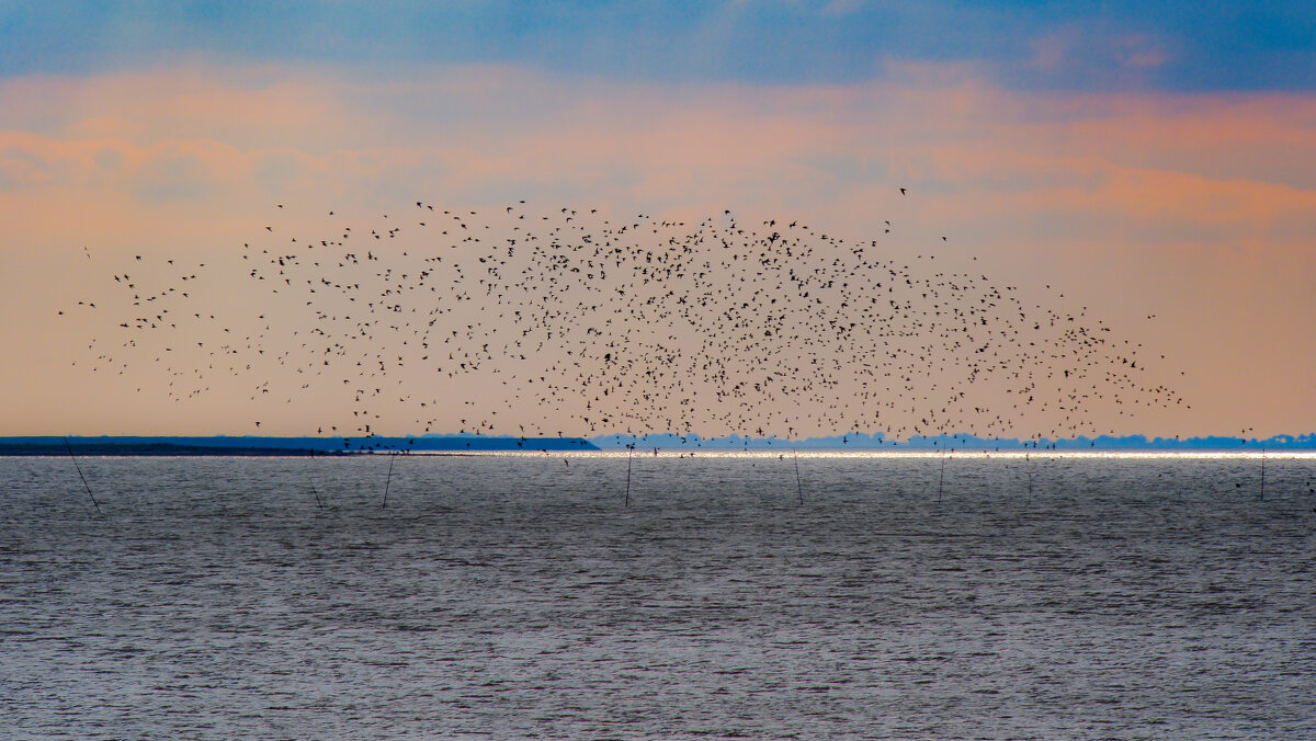 Стая птиц полетает над океаном - Георгий А Стая птиц полетает над океаном - Георгий А
