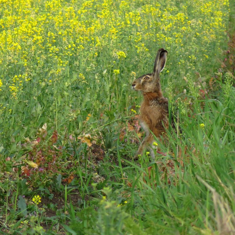 Косой - Валерий Ткаченко Косой - Валерий Ткаченко