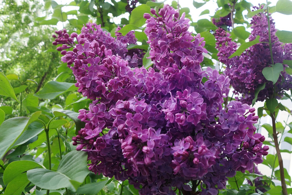 Цветет сирень - Рита Симонова Цветет сирень - Рита Симонова