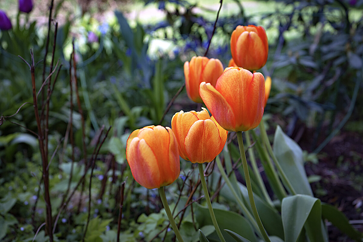 Тюльпаны - Владимир Кроливец Тюльпаны - Владимир Кроливец