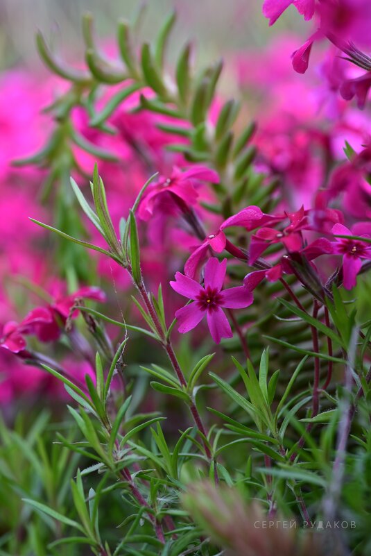 Свет флокса - Сергей Свет флокса - Сергей