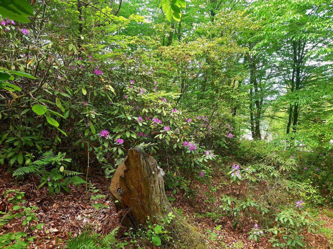 РОДОДЕНДРОНОВЫЙ РАЙ - Tata Wolf