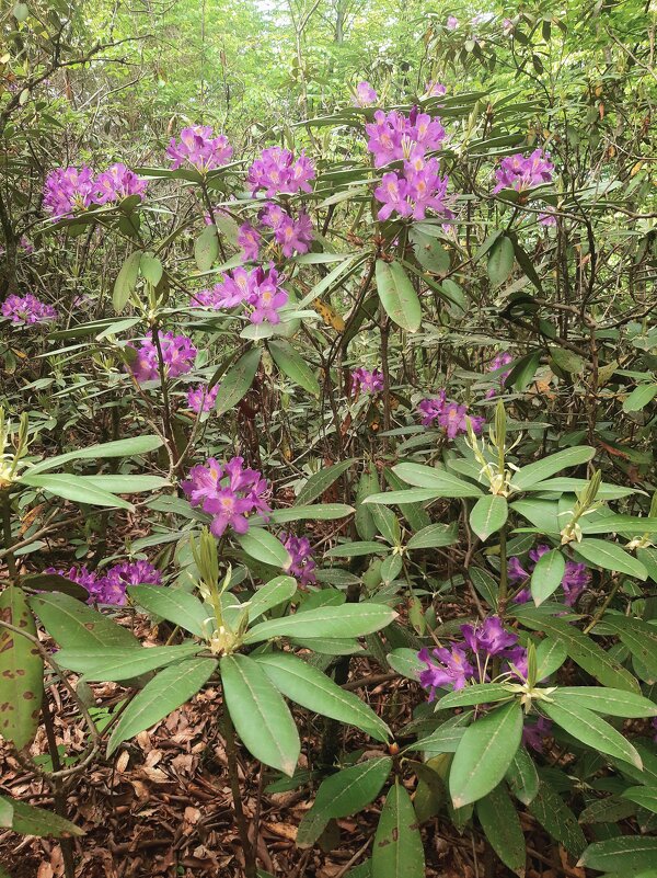 РОДОДЕНДРОНОВЫЙ РАЙ - Tata Wolf