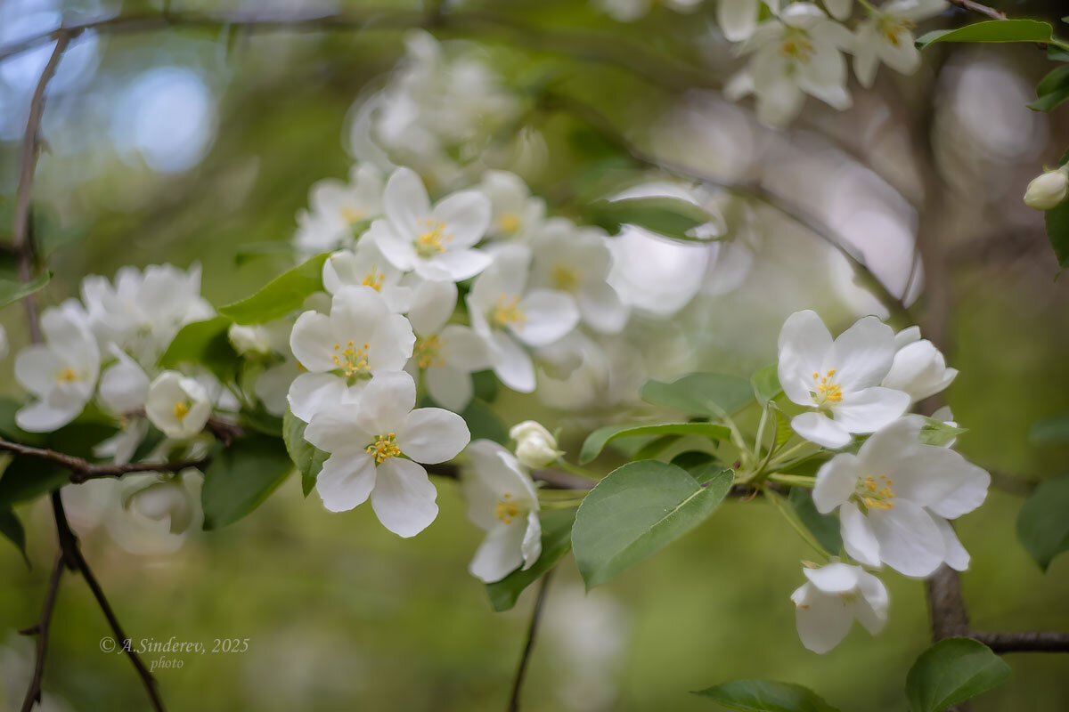 Цветение весны - Александр Синдерёв Цветение весны - Александр Синдерёв