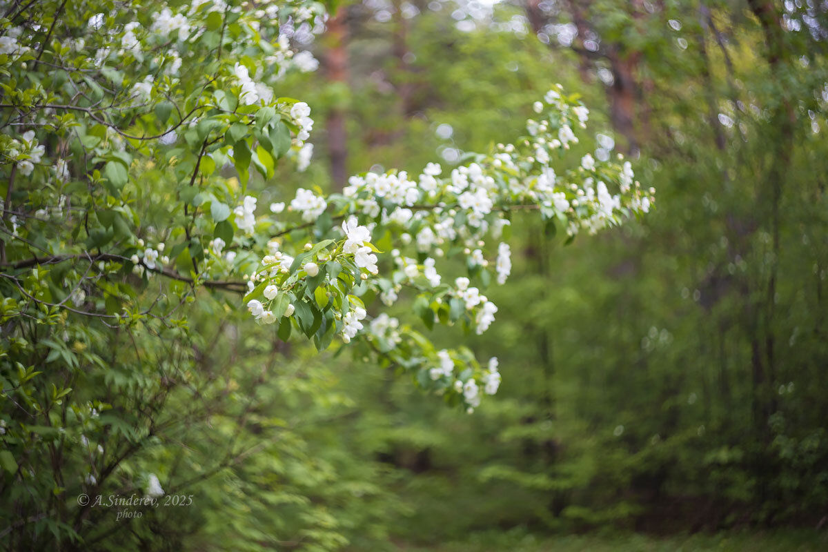 Цветение дикой яблони - Александр Синдерёв Цветение дикой яблони - Александр Синдерёв