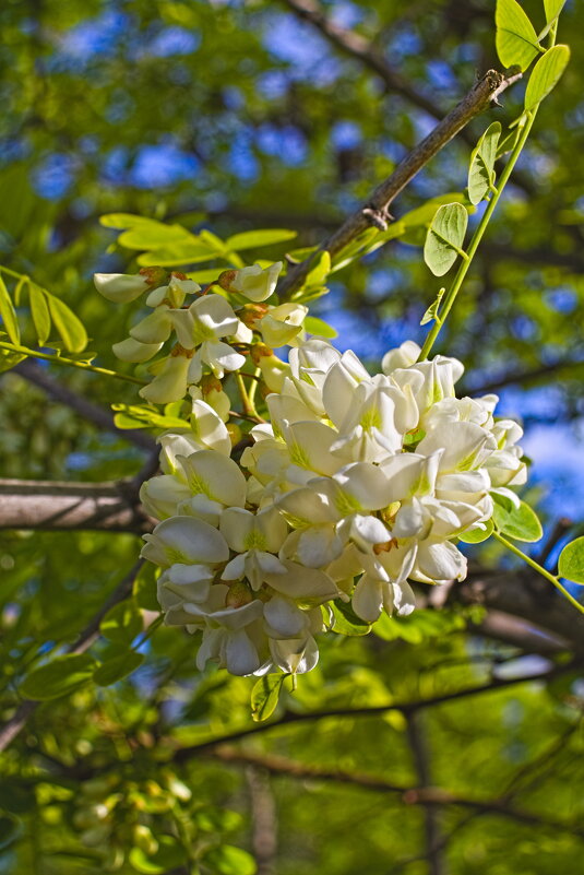 Акация - Giant Tao /