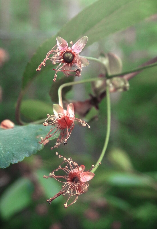 отцвели - Лера 
