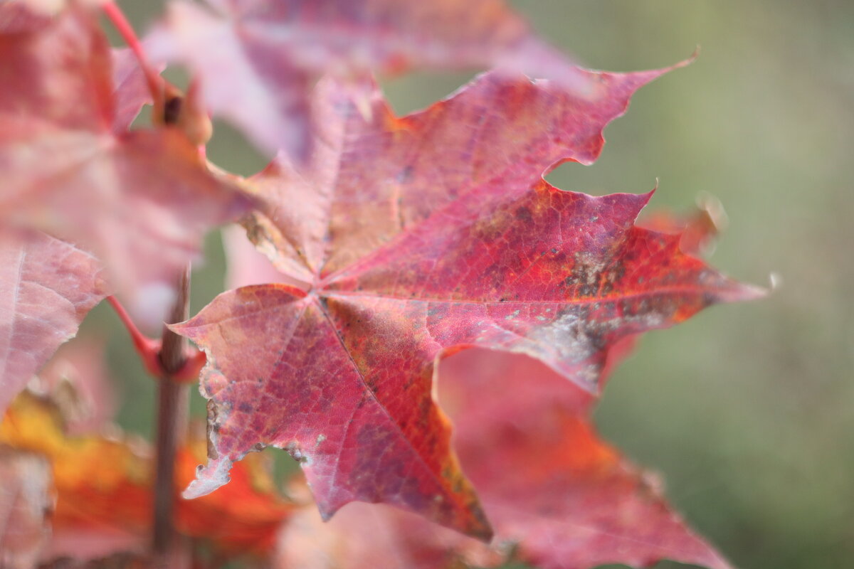 Листик - Дмитрий Петров