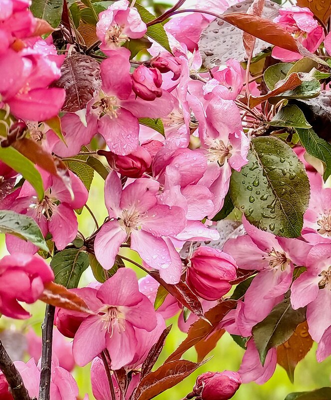 Яблони в цвету. - Светлана 13.06. Яблони в цвету. - Светлана 13.06.