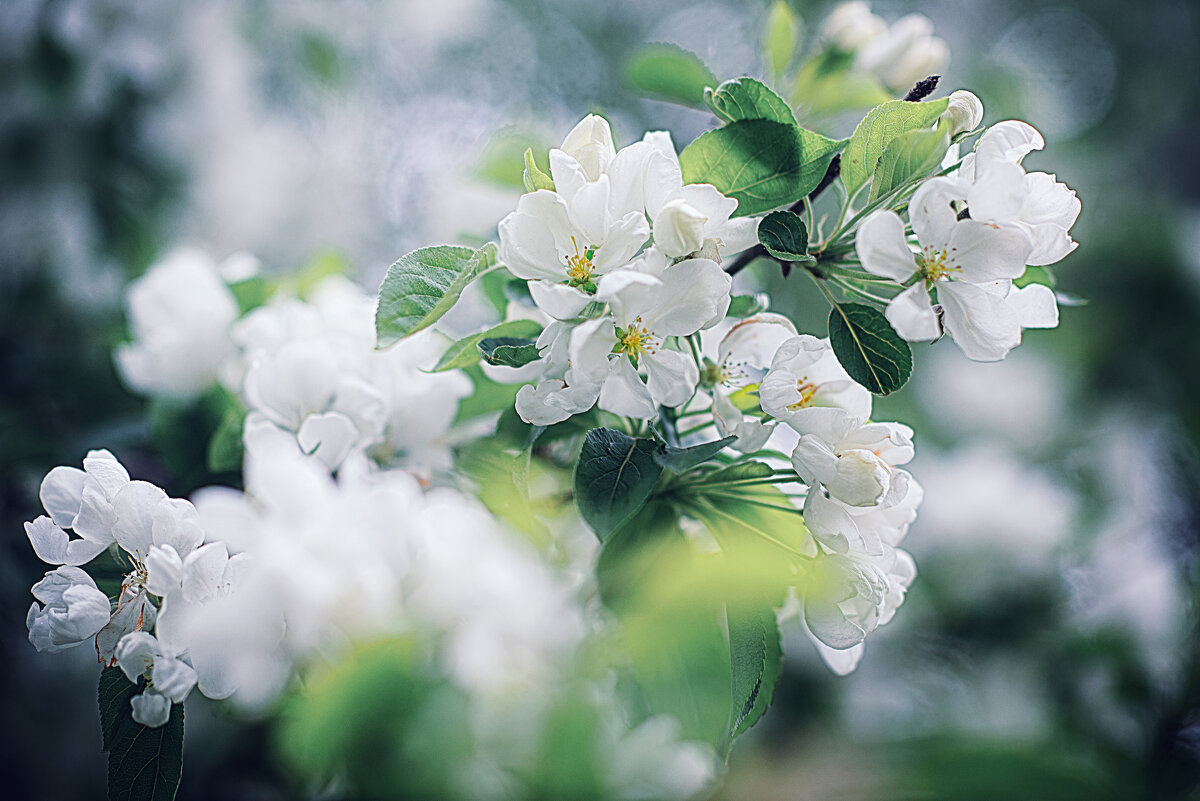 Антоновка - Лилия . Антоновка - Лилия .