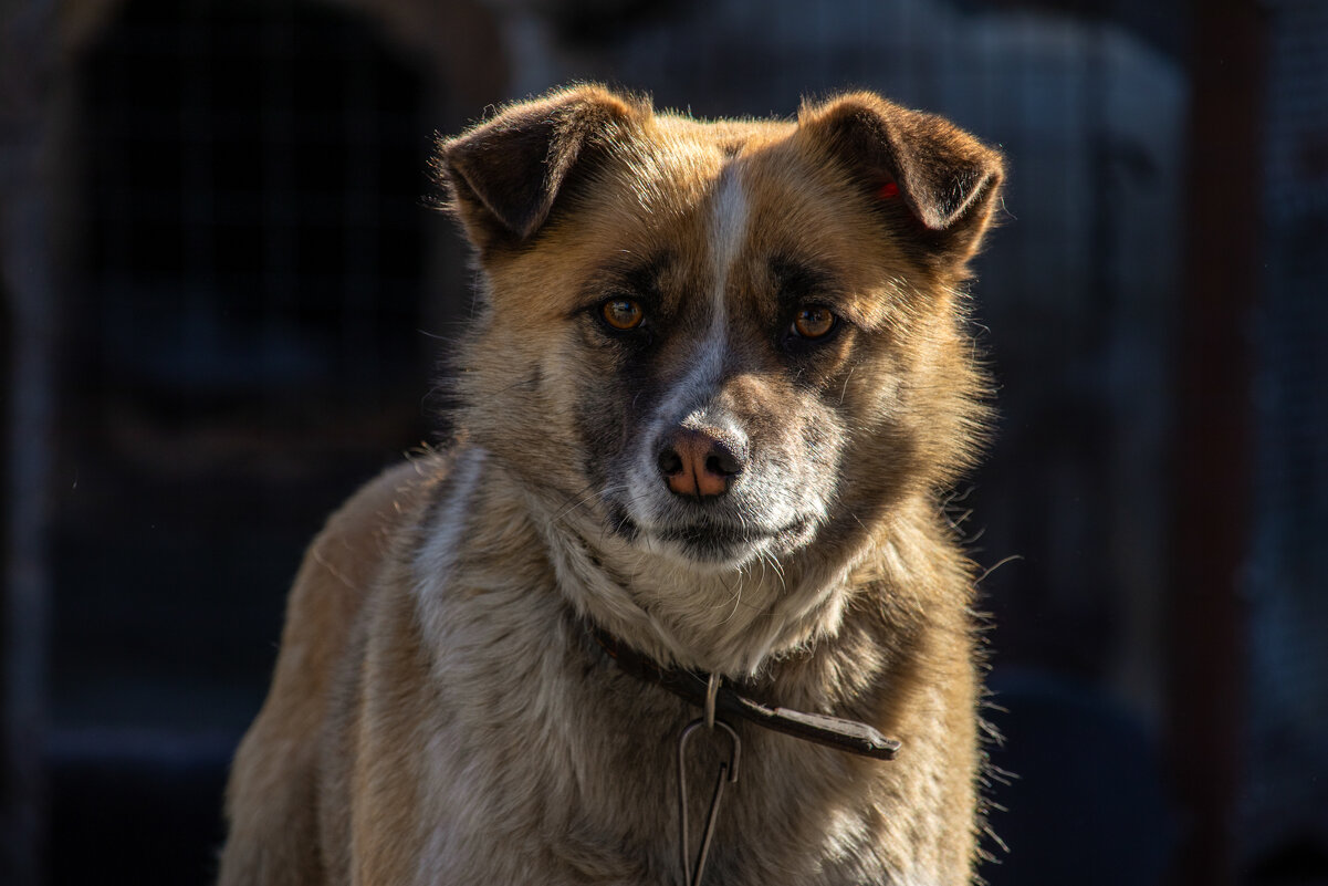 Герда - Sergei Vikulov Герда - Sergei Vikulov