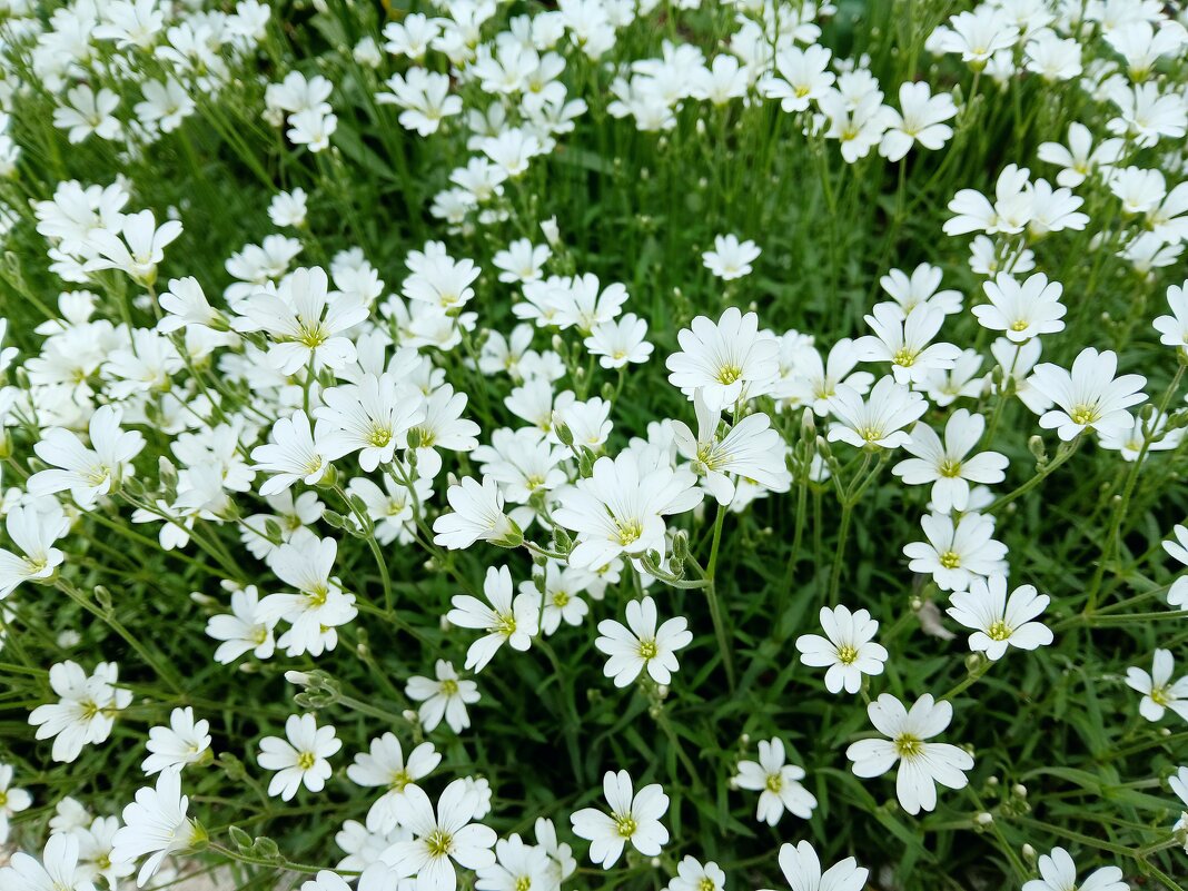 Пятигорск. Весна - Екатерина Филипенко Пятигорск. Весна - Екатерина Филипенко