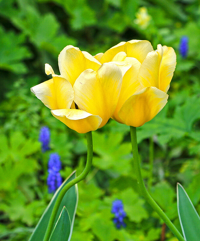 Влюблённая парочка - Светлана Влюблённая парочка - Светлана