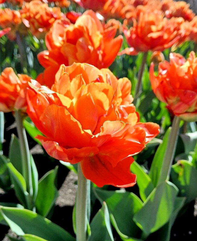 Пятигорские тюльпаны - Нина Бутко