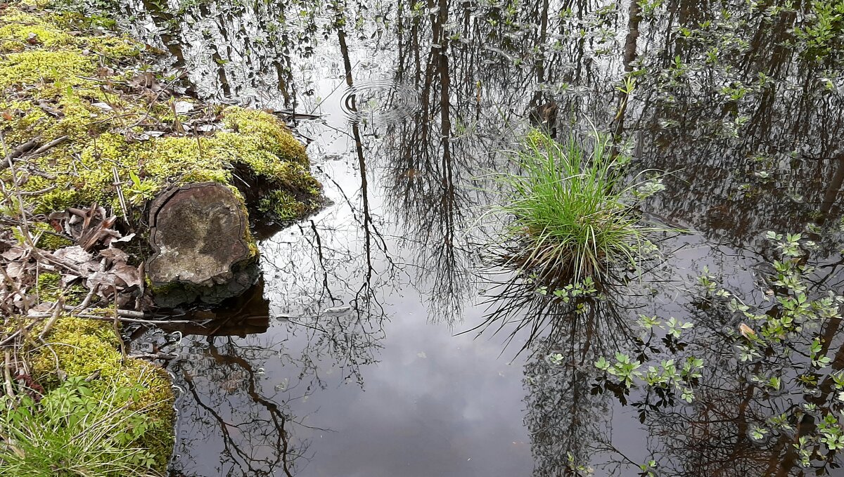 *** - Наталья Герасимова