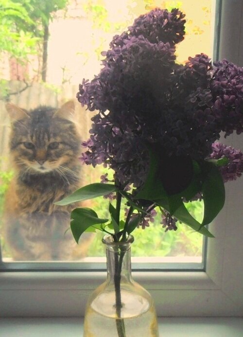 Сирень в контражуре - Наталья Сирень в контражуре - Наталья