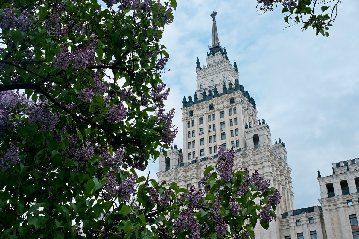 Сирень - Лютый Дровосек