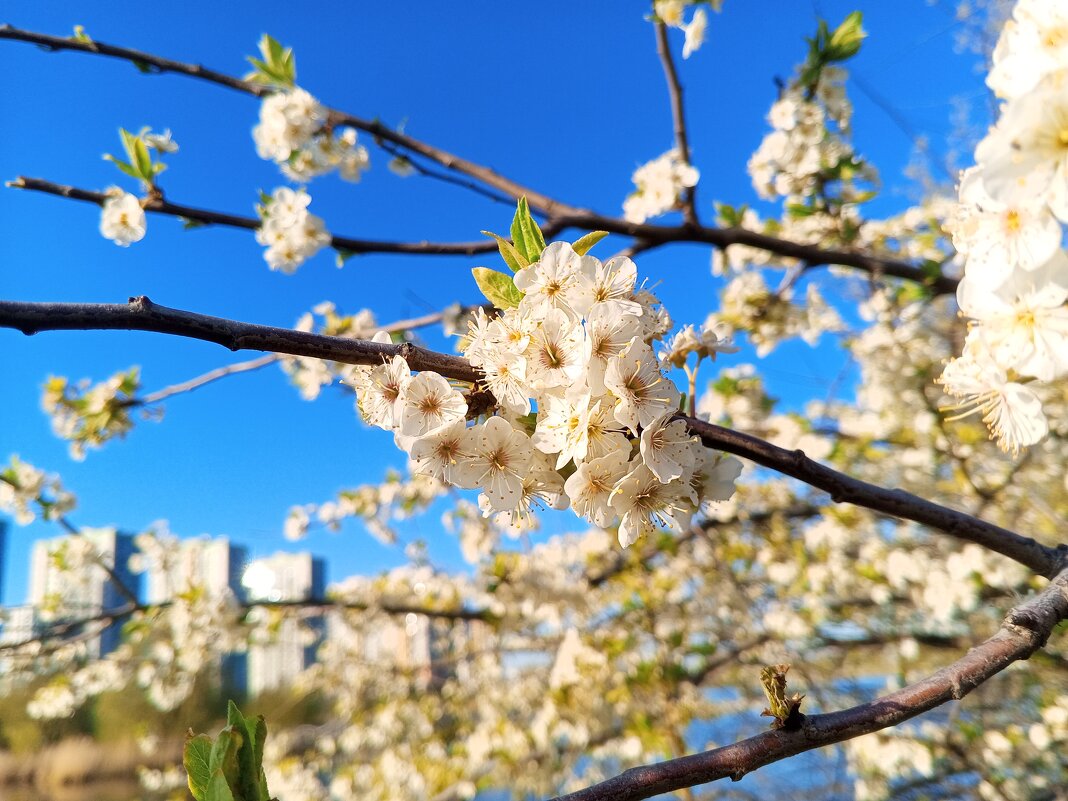 Алыча - Сапсан 