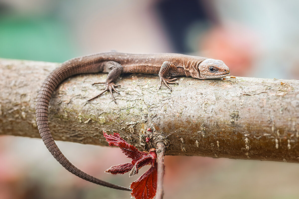 Ящерица - Alex Bush