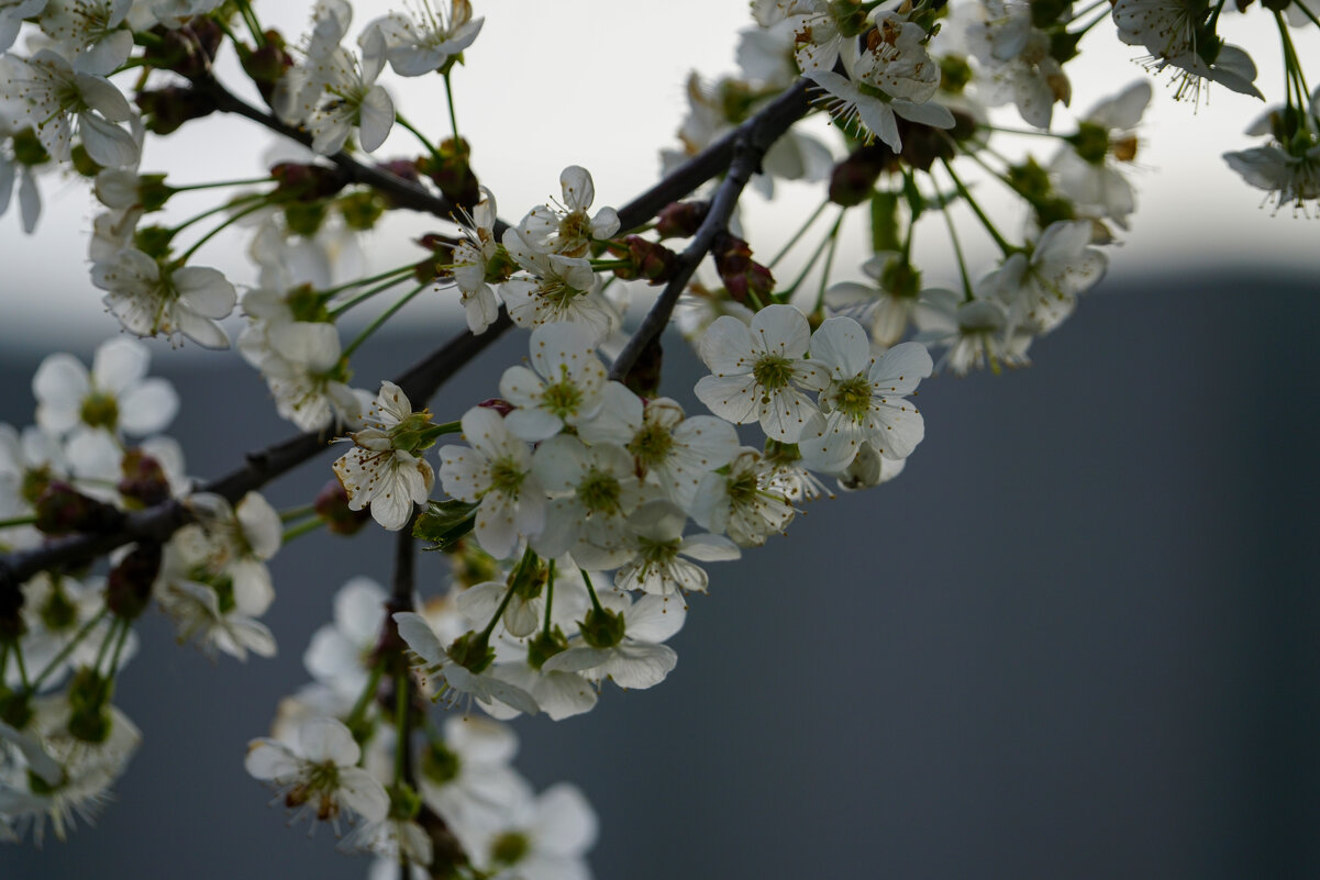 Вишня - Иван Литвинов Вишня - Иван Литвинов