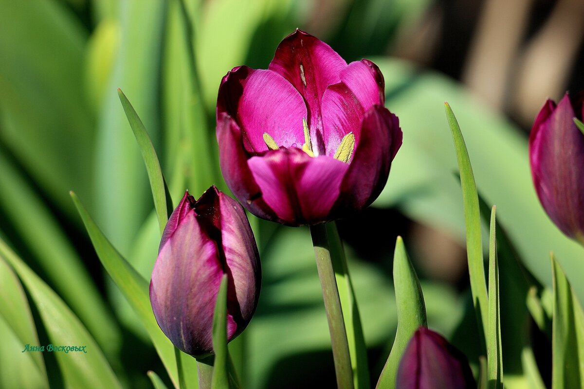 Тюльпаны. - Восковых Анна Васильевна Тюльпаны. - Восковых Анна Васильевна