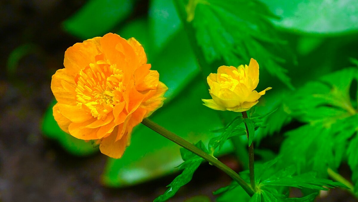 Жарки на городских клумбах. - Милешкин Владимир Алексеевич Жарки на городских клумбах. - Милешкин Владимир Алексеевич