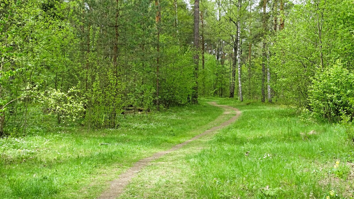 В майском лесу под Смоленском. - Милешкин Владимир Алексеевич В майском лесу под Смоленском. - Милешкин Владимир Алексеевич