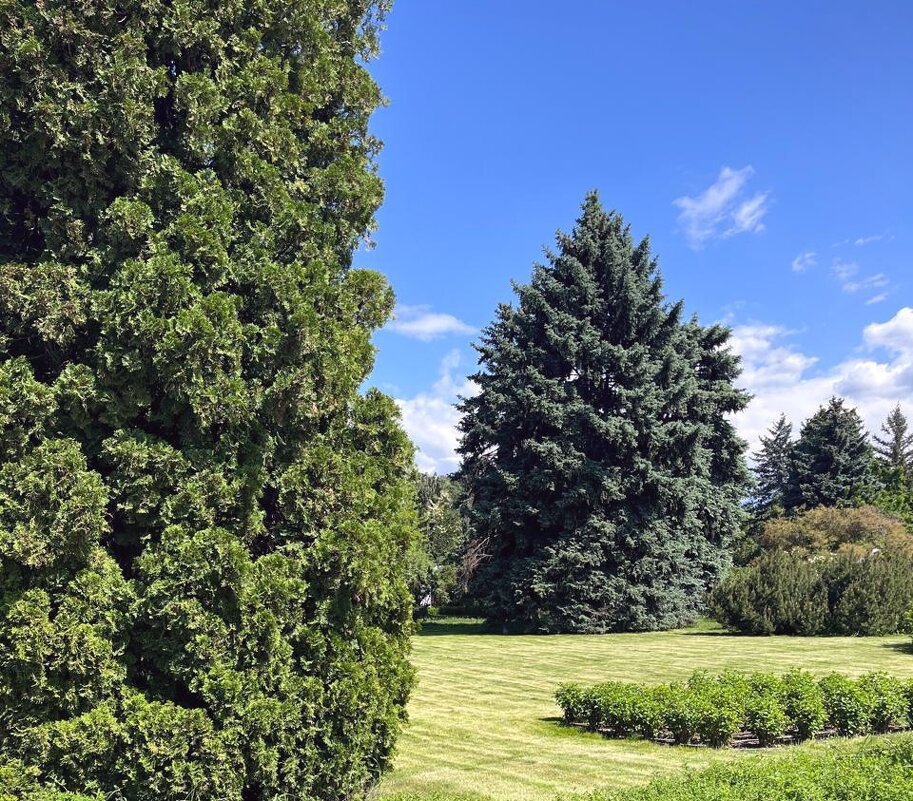 Майский день - Георгиевич 