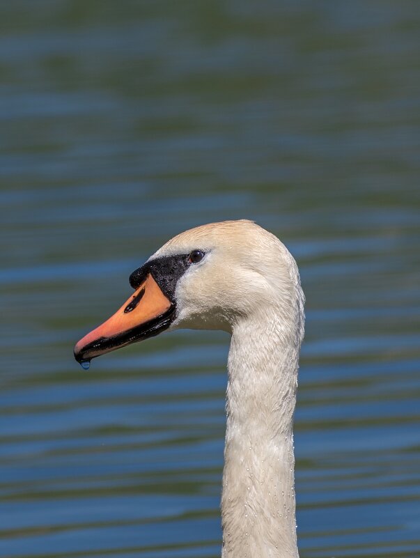 Лебедь - Игорь Сикорский