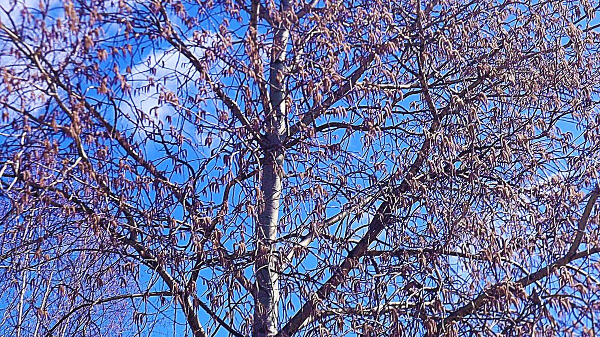 Май...Осина заневестилась! - Владимир 