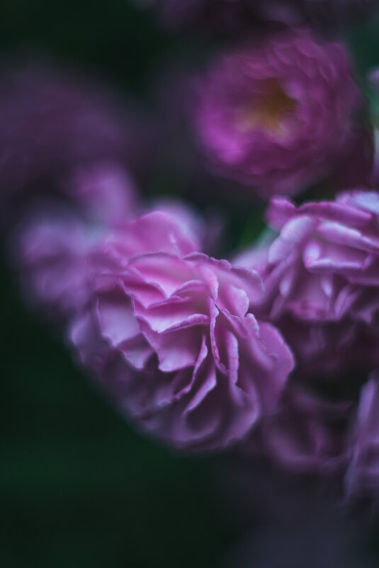 Маннингтон мав рамблер - сорт кустовых роз - Дмитрий Маннингтон мав рамблер - сорт кустовых роз - Дмитрий