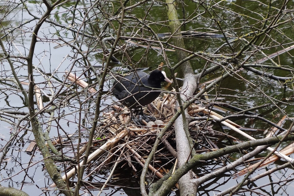 Лысуха на гнезде - Рита Симонова Лысуха на гнезде - Рита Симонова